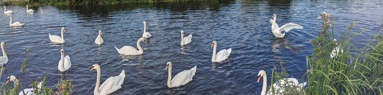swan banner