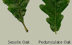 base of oak leaf