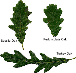 three oak species