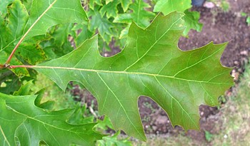 Scarlet Oak leaf