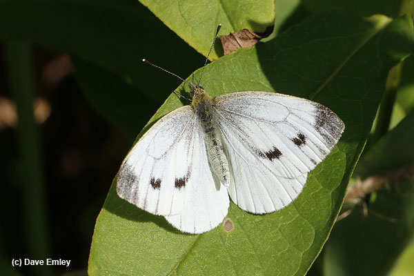 Green-veined White female