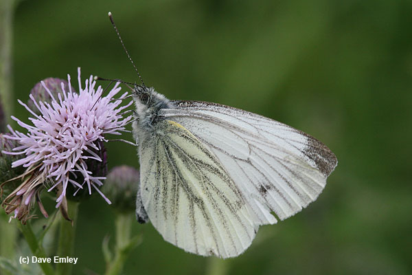 Green-veined White undersite