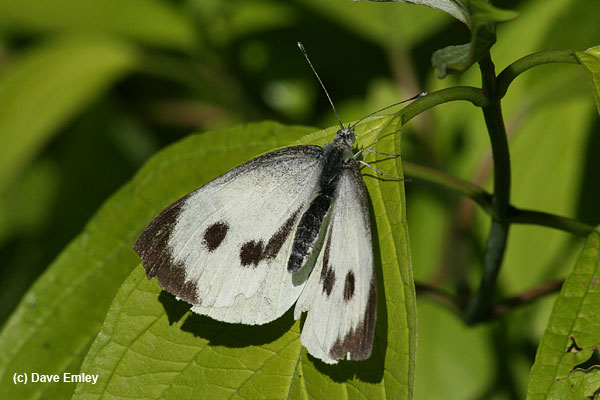 Large White female