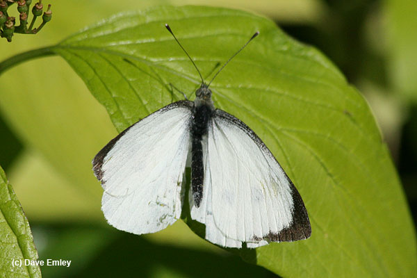 Large White male