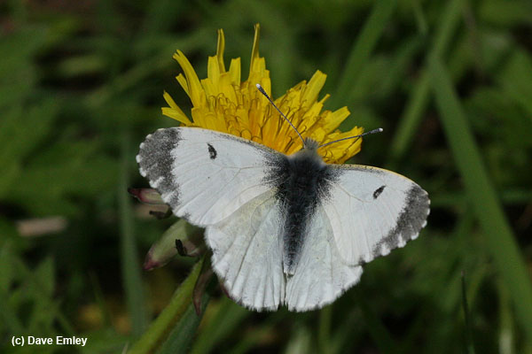 Orange-tip female