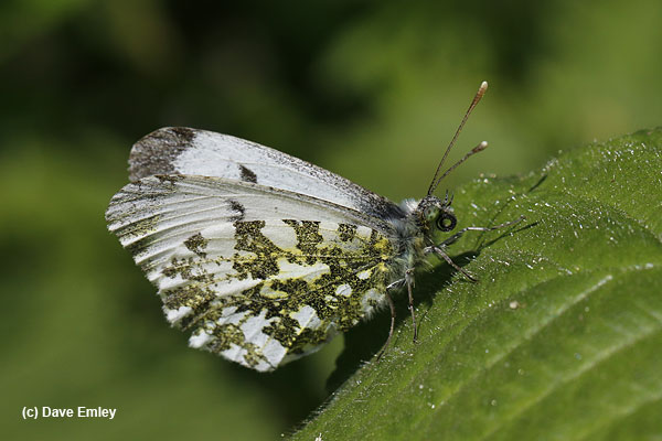 Orange-tip underside