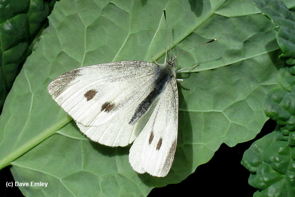 Small White female