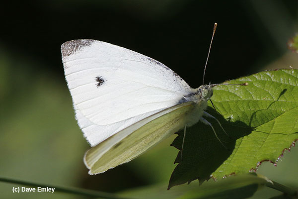 Small White male