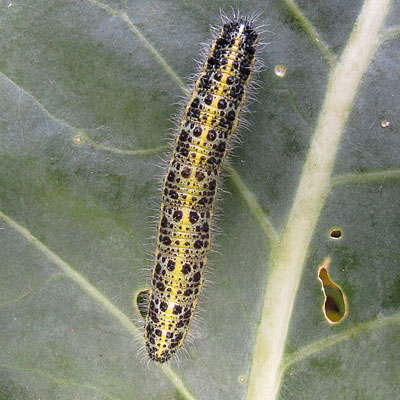 Large White larva