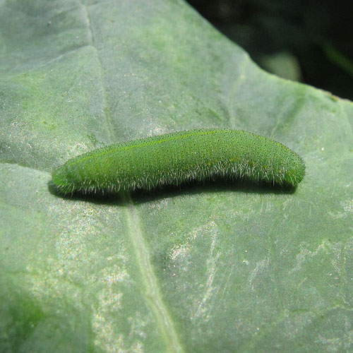 Small White larva