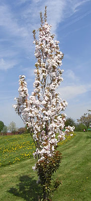 Prunus 'Amanagowa'