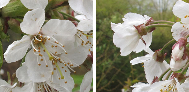 Prunus avium petals and sepals