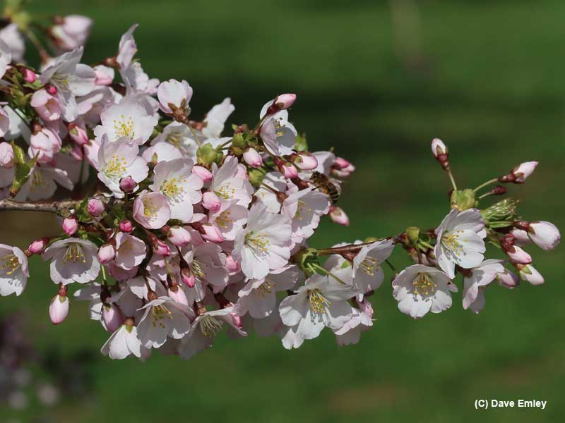 Prunus Caroline