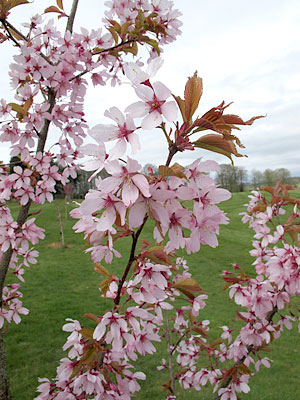 Prunus 'Dreamcatcher'