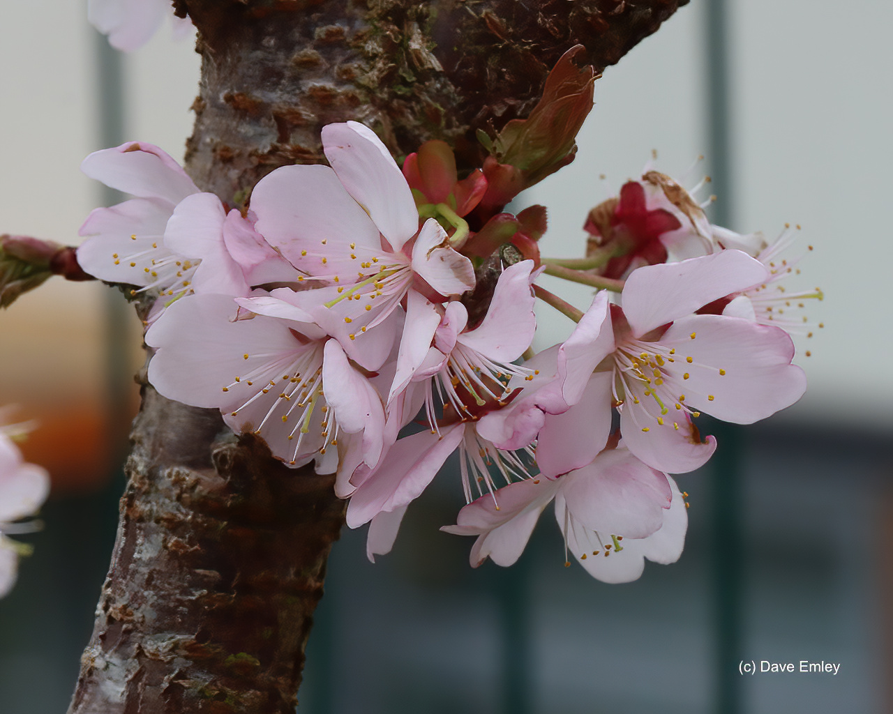 Prunus FACC.2
