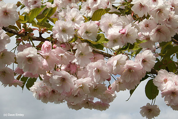Prunus 'Ichiyo'