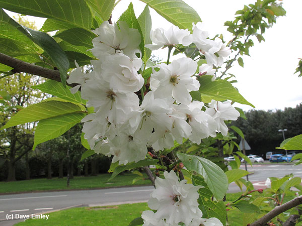 Prunus 'Ichihara'