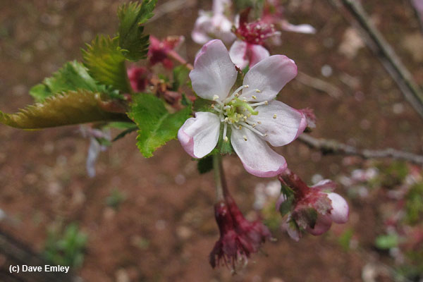 Prunus incisa 'Abondance'