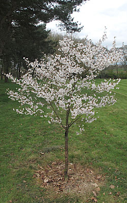 Prunus incisa 'Compacta'