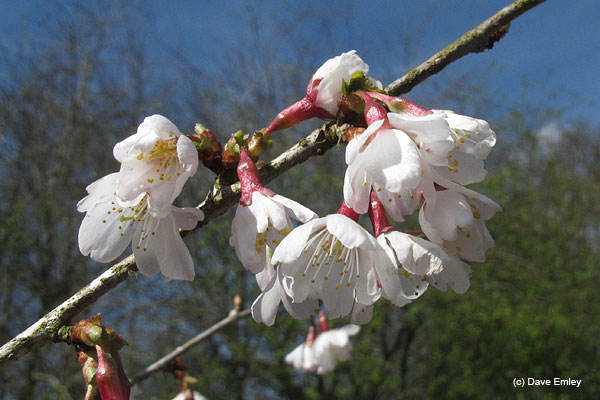 Prunus incisa 'Watanabe'