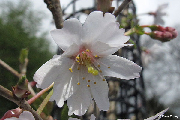 Prunus incisa 'Mikinori'