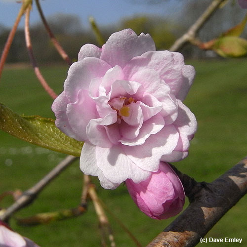 Prunus itosakura Pendula Plena Rosea