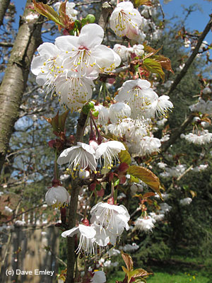 Prunus litigiosa