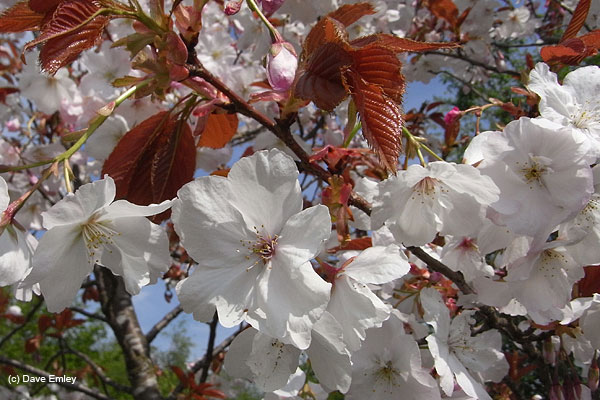 Prunus 'Matsumae-fuki'