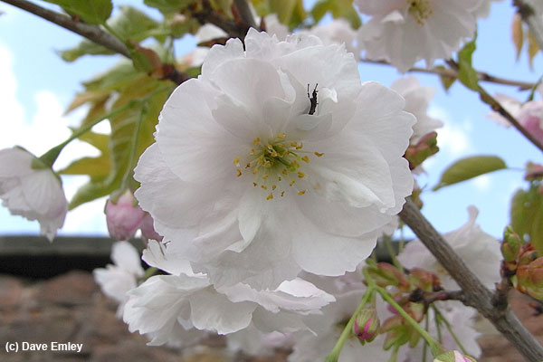 Prunus 'Matsumae-akatsuki-no-kane'
