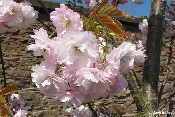 Prunus 'Matsumae-akatsuki-no-kane'