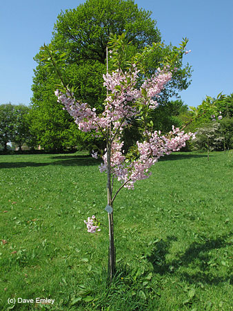 Prunus 'Matsumae-usagasanesomei'
