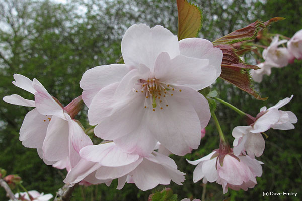Prunus 'Matsumae-yae-goromo'