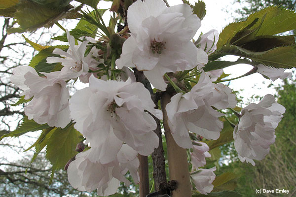 Prunus 'Matsumae-yaekotobuki'