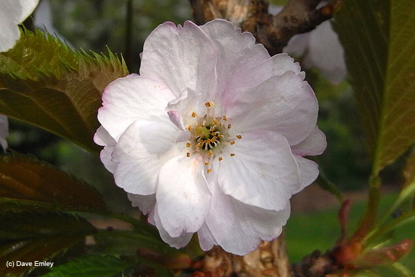 Prunus 'Matsumae-beni-higoromo'