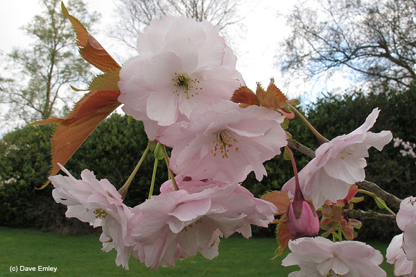 Prunus 'Matsumae-hana-guruma'