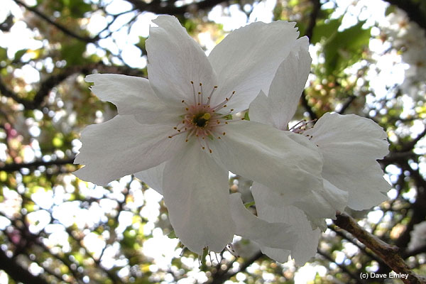 Prunus 'Matsumae-kazan-in'