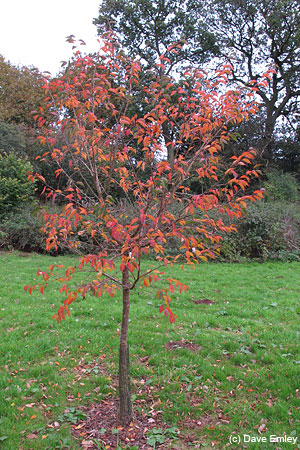 Prunus 'November Charm'