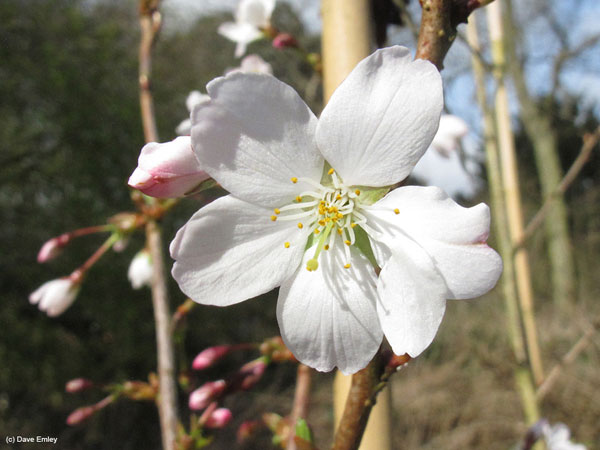 Prunus nipponica var. kurilensis 'Early-white'