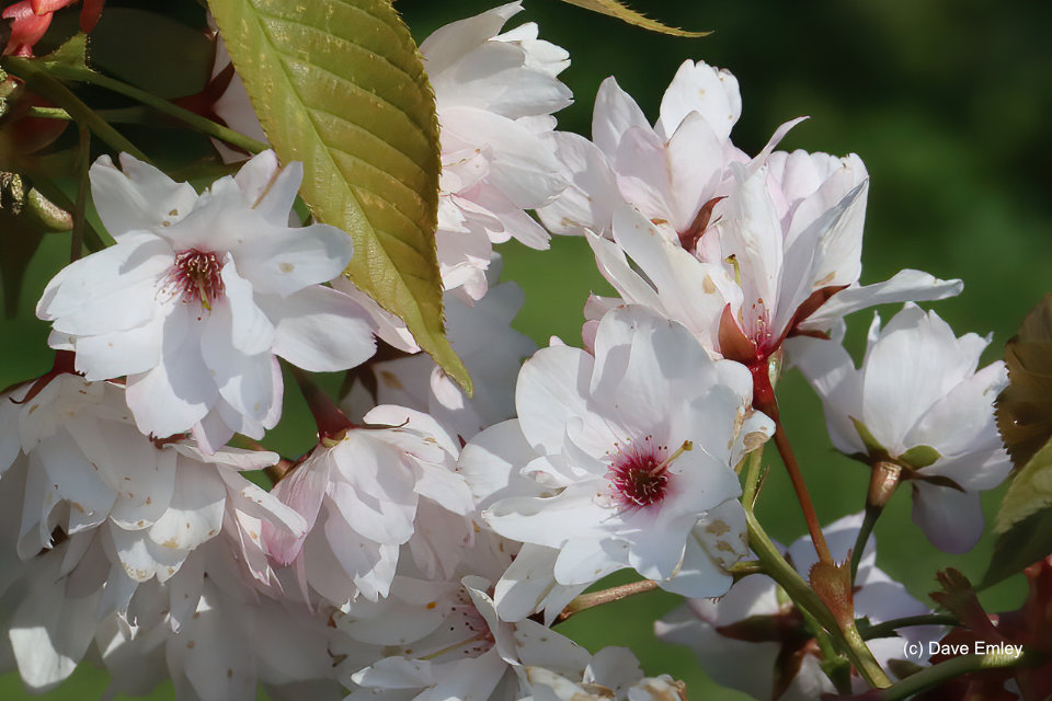 Prunus Ohara-nagisa-zakura