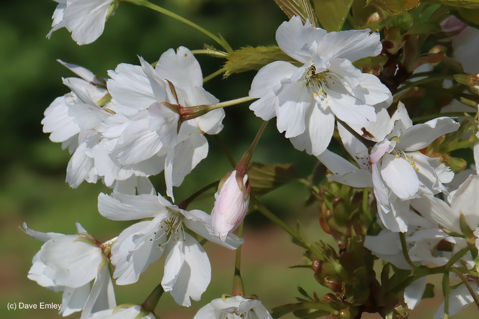 Prunus Orihime