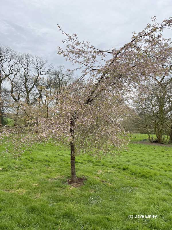Prunus Rosa Traum - full tree