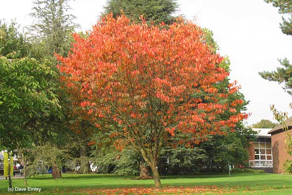 Prunus 'Sargentii' autumn colour