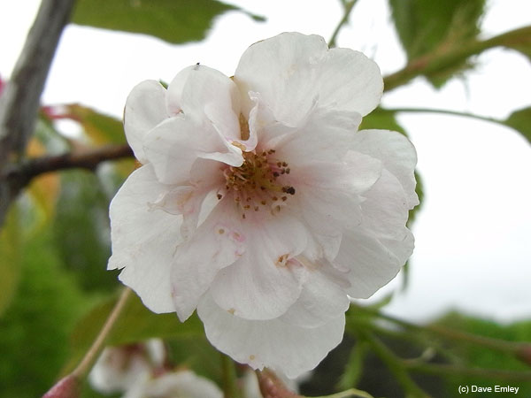 Prunus speciosa 'Yae-beni-oshima'