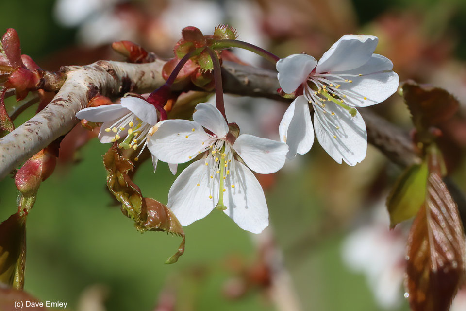 Prunus transarisanensis