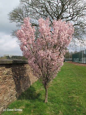 Prunus 'Wadae' tree