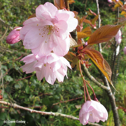 Prunus 'Yae-murasaki-zakura'