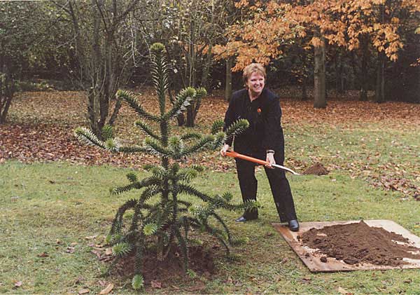 Arboreum VC planting