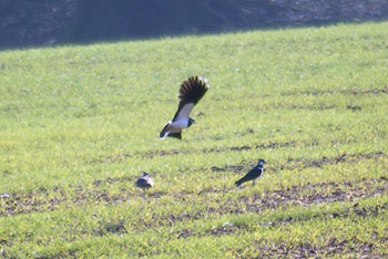Lapwings