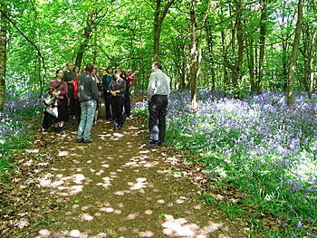 Bluebell walk