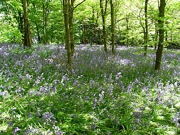 Bluebell walk